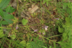 Dictamnus dasycarpus