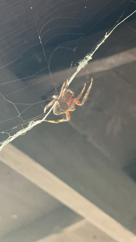 Spotted Orbweaver