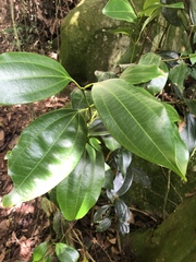 Cinnamomum verum