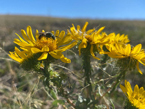 Curlycup Gumweed