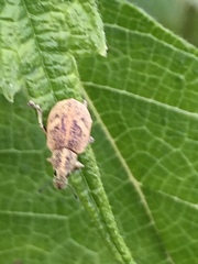 Eugnathus distinctus