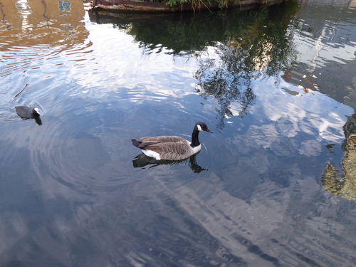 Canada Goose