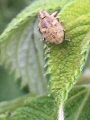 Eugnathus distinctus