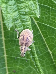 Eugnathus distinctus