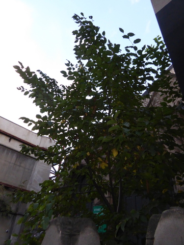 European Hornbeam