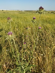 Silybum marianum