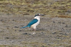 Todiramphus sacer