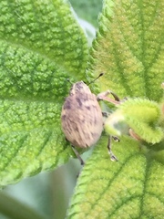 Eugnathus distinctus