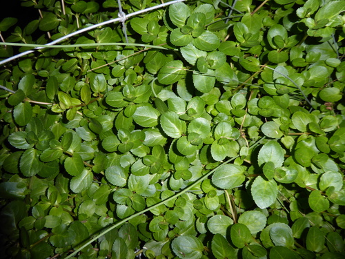 Brooklime