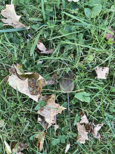 Northern Meadow Jumping Mouse