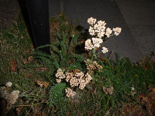common yarrow