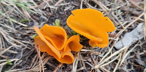 orange peel fungus