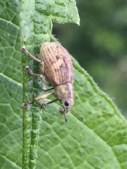 Eugnathus distinctus