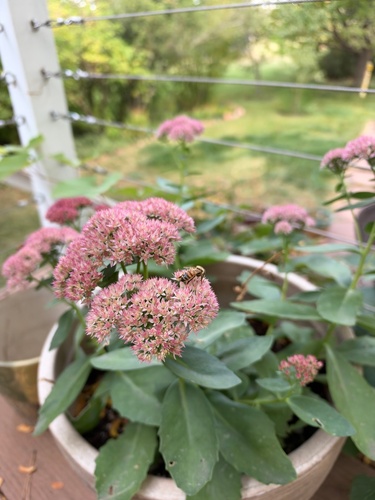 Western Honey Bee