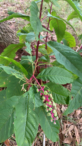 American pokeweed