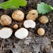 Tuber californicum - Photo (c) noah_siegel, some rights reserved (CC BY-NC-SA), uploaded by noah_siegel