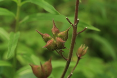 Dictamnus dasycarpus