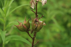 Dictamnus dasycarpus