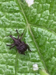 Aspidobyctiscus lacunipennis