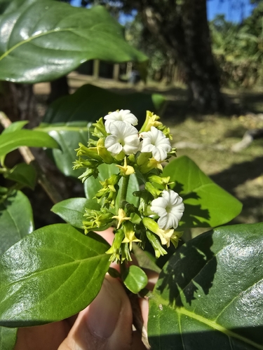 Heliotropium verdcourtii, 2026-10-06