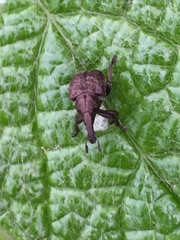 Aspidobyctiscus lacunipennis