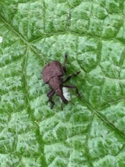 Aspidobyctiscus lacunipennis