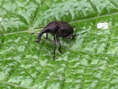 Aspidobyctiscus lacunipennis