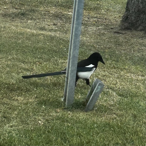 Black-billed Magpie
