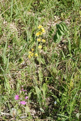 Crepis praemorsa