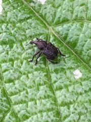 Aspidobyctiscus lacunipennis