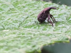 Aspidobyctiscus lacunipennis