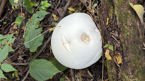 giant puffball