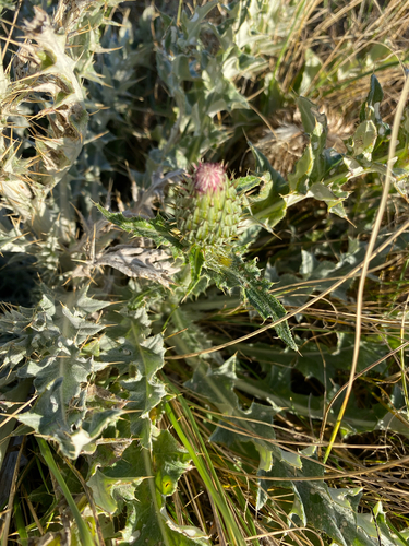 wavyleaf thistle