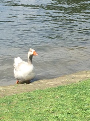 Anser anser × cygnoides