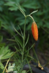 Lilium pumilum