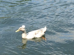 Anas platyrhynchos domesticus