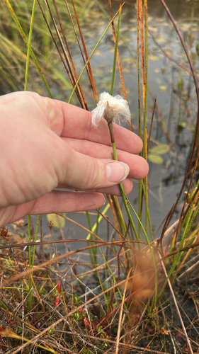 Eriophorum chamissonis, 2026-10-06