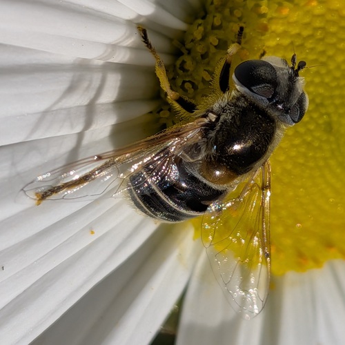 Yellow-shouldered Drone Fly