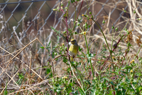 iNaturalist image