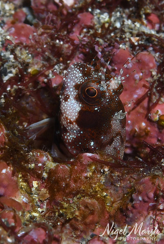 Mimoblennius observed 2026-09-27