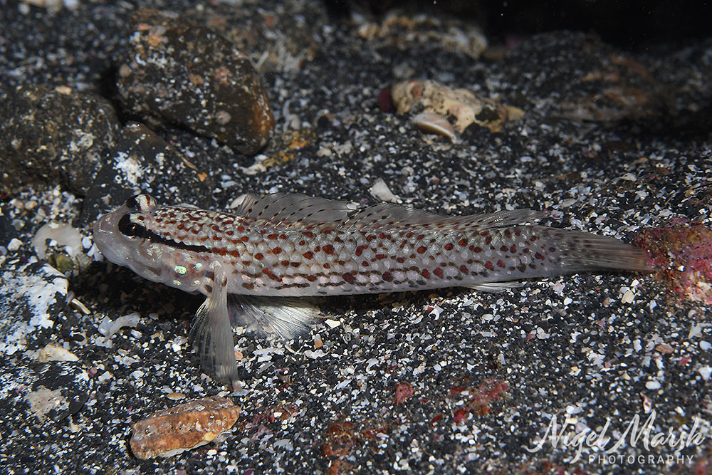 Campbell's Sandgoby