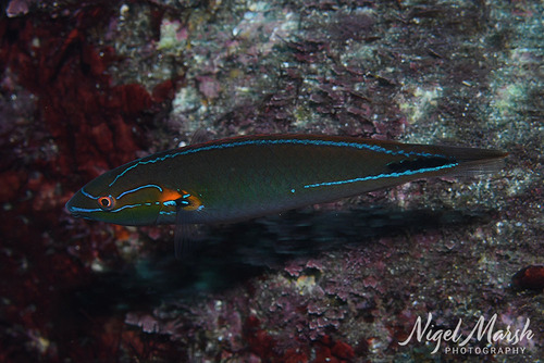 Stethojulis interrupta observed 2026-09-27
