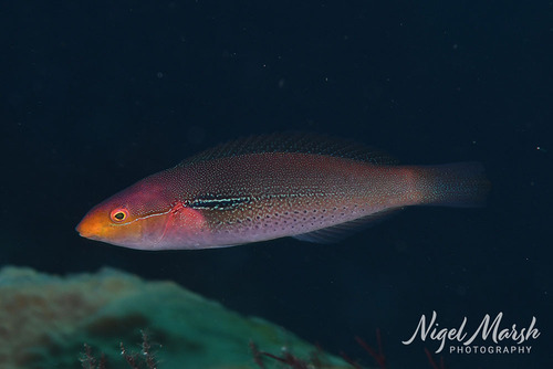 Stethojulis interrupta observed 2026-09-27