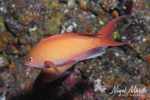 Pseudanthias nobilis observed 2026-09-27