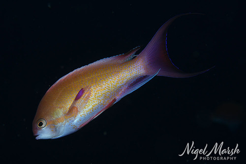 Pseudanthias nobilis observed 2026-09-27