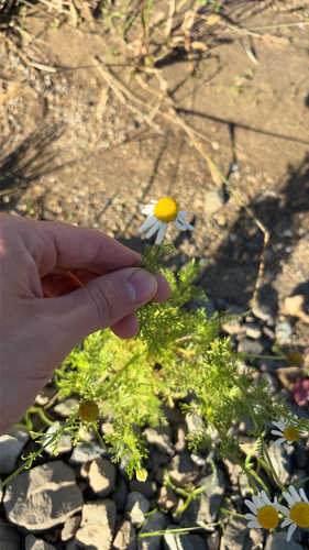 Anthemis cotula observed 2026-10-04