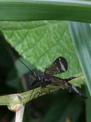 Panorpa japonica