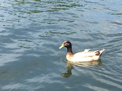 Anas platyrhynchos domesticus