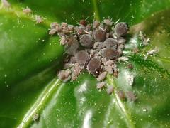 Aphis hederae