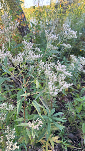 late boneset